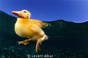 Swiming. by Levent Albas 